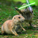 Illustration for article titled Squirrels and Kittens Battle for the Future of the Galaxy